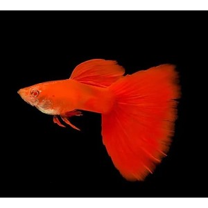 Red Mosco Guppy 